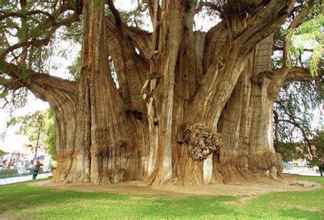 tree  jaar oud  mexico awesome unusual amazing trees