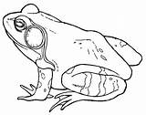 Bullfrog Coloring Pages Frog Male Drawing Bull Print Printable Frogs Color Place Getcolorings Getdrawings Choose Board Button Through sketch template