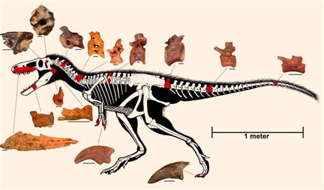 timurlengia euotica new species of tyrannosaur discovered