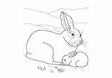 Conejos Familia Conejo Todoparacolorear sketch template
