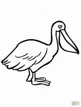 Pelican Coloring Pages Seabird Brown Printable Drawing Spoonbill Pelicans Roseate Color Bird Birds Kids Supercoloring Animal Clipart Clipartbest Drawings Choose sketch template