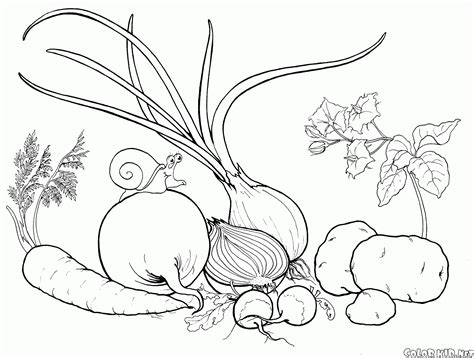 coloring page vegetables   garden