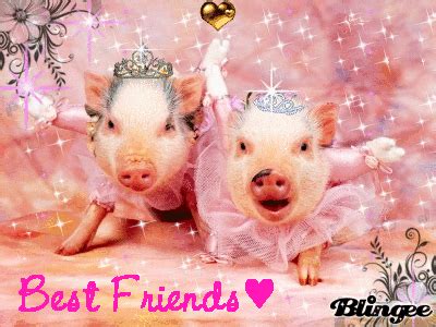 friends pigs picture  blingeecom