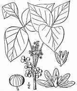 Poison Botany Berries sketch template