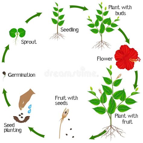 Rose Growth Stages