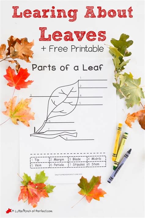 learning  leaves explore color  label  printable