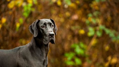 10 Mighty Facts About Great Danes Mental Floss