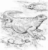 Komodo Drago Varan Lizard Iguana Categorie Adulte sketch template