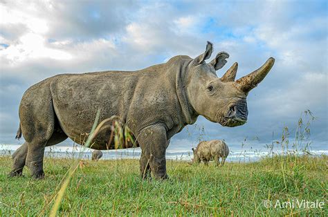 saving  northern white rhino  extinction