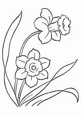 Daffodil Parentune sketch template