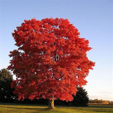 autumn red maple  grow   wooded area red maple tree fast