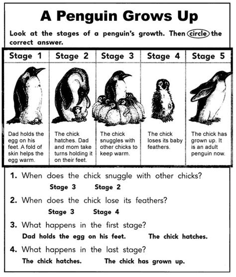 penguin grows  scholastic news penguins