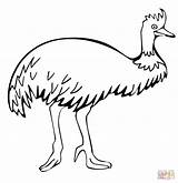 Emu Cassowary Designlooter Supercoloring sketch template