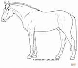 Horse Coloring Pages Horses Outline Quarter Thoroughbred Appaloosa Drawing Color Outlines Hanoverian Rearing Getcolorings Getdrawings Printable Print sketch template
