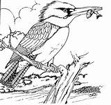 Kingfisher Clipart Pyrography A4 Library sketch template