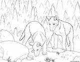 Coloring Pages Pup Realistic Wolf Wolves Printable Print Color Running Getdrawings Library Clipart Getcolorings Popular Info sketch template