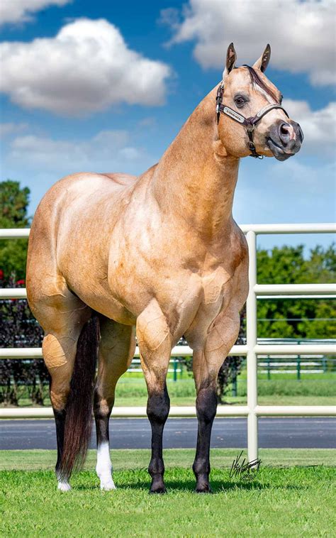 quarter horse stallion artofit