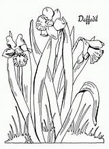 Daffodil Narzisse Daffodils Ausmalbild sketch template