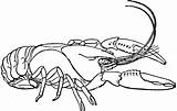 Crawfish Crayfish Cray sketch template