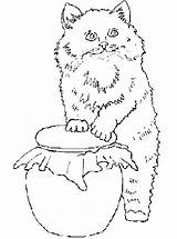 Poes Kleurplaat Poezen Katze Katten Stemmen sketch template