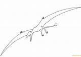Coloring Pterodactyl Dinosaur Pages Dinosaurs Color Printable Online Drawing Print sketch template