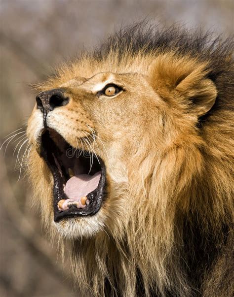 male roaring lion google search lion poster roaring lion lion