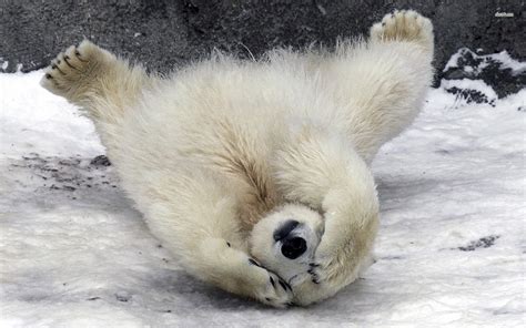 Polar Bear Ipicturee