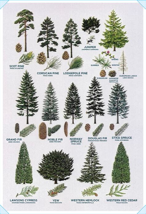 tree identification guide tree types id trees  leaf characteristics pine tree drawing
