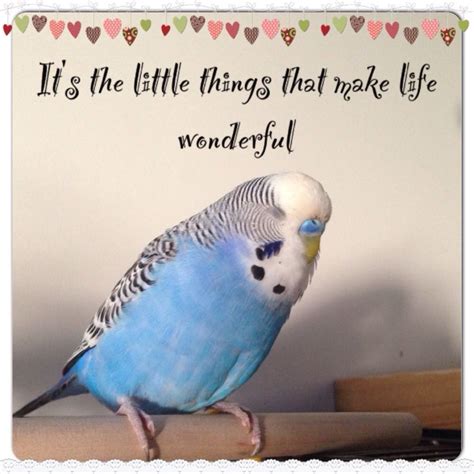 Hi And Welcome To My Budgie And Cockatiel Blog I M Sarah An Bird And