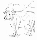 Cow Kuh Longhorn Malvorlagentv Kites Moose sketch template