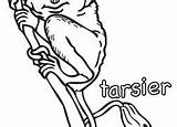 Tarsier Coloring 6kb 180px sketch template