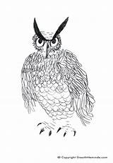 Eared Owl Coloring Long 1512 06kb sketch template