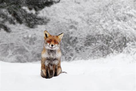 Fairytale Fox Iii Red Fox In The Snow Photograph By