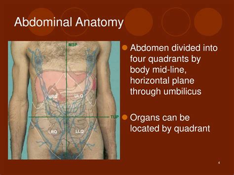 anatomical quadrants organs region  abdomen  organs