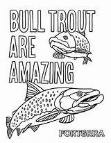 Coloring Bull Trout Coloringbay Trouts Pages sketch template