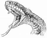 Snake Viper Copperhead Head Clipart Drawing Water Moccasin Realistic Clip Cliparts Pages Clipground Library Snakes Domain Public sketch template