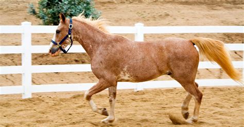 roan horse national equine