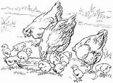 Coloring Chicken Pages Farm Drawing Animal Colouring Kids Sheet Book Printable Baby Print Chickens Cute sketch template
