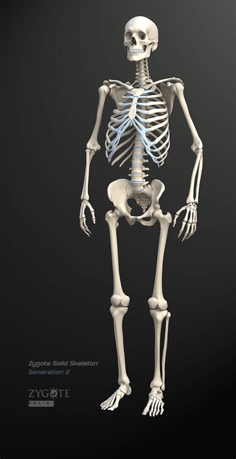 solid  skeleton model