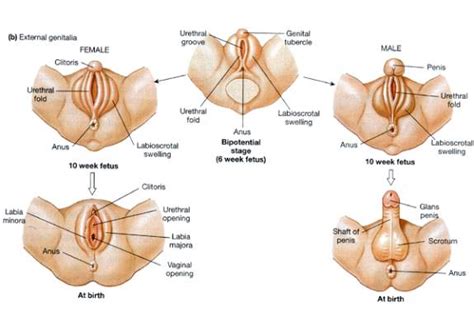 male external genitalia causes symptoms treatment male external genitalia