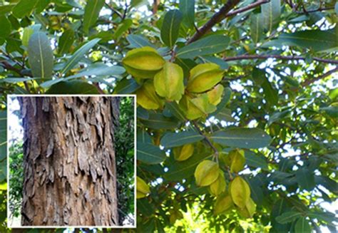 bark  arjuna tree protects   risk  heart attack