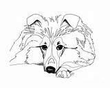 Sheltie Coloring Sheepdog Drawing Shetland Pages Dog Drawings Collie Dogs Tattoo Colouring Cat Printablecolouringpages Rough Printable Getdrawings Retouch 720px 19kb sketch template