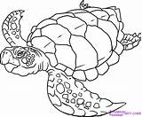 Turtle Drawing Sea Clipart Library Line sketch template