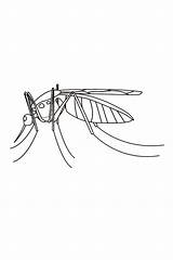 Coloring Mosquito Pages Outline Printable Insects Adults Insect Kids Flashcards Coloringbay Flashcard Click Navigation sketch template