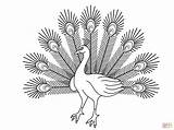 Peacock Coloring Pages Cartoon Peacocks Printable Drawing Colouring Kids Creative Animals sketch template