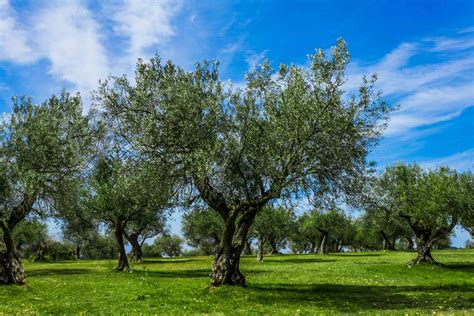fruitless olive tree plant care growing guide