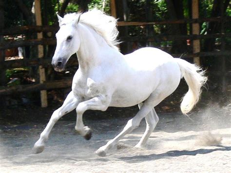 galloping white horse hd desktop wallpaper widescreen high