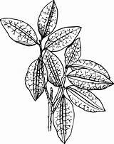 Coca Clipart Coloring Plant Book sketch template