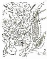 Coloring Pages Adults Adult Flowers Flower Paisley Pdf Printable Color Spring Print Drawing Abstract Crazy Kids Colouring Cynthia Floral Mediterranean sketch template