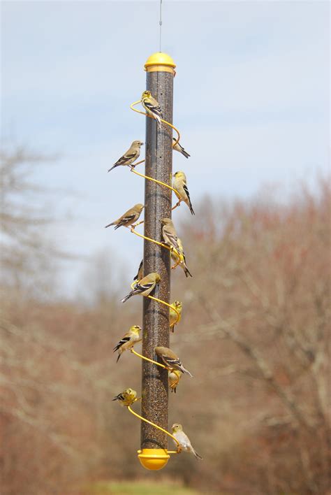 spiral finch tube feeder yellow   finch feeders bird feeders feeder